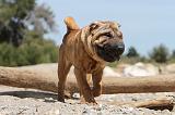 SHAR-PEI 318